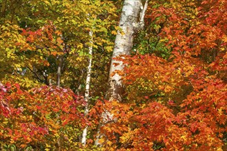 A forest with colourful maple (Acer), in yellow, red, orange and green, autumn, White-Mountain, New