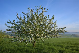 A blossoming apple tree stands on a green meadow under a clear blue sky in the morning light,