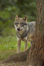 Wolf (Canis lupus), wolf peeking from behind a tree in a dense forest with lush greenery, summer,