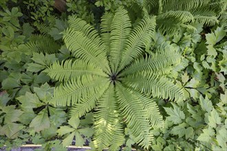 Ostrich fern (Matteuccia struthiopteris), Botanical Garden, Erlangen, Middle Franconia, Bavaria,