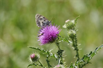 Marbled white (Melanargia galathea), July, Saxony-Anhalt, Germany, Europe