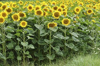 Picturesque sunflowers, July, Germany, Europe