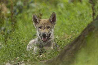 Wolf (Canis lupus), young wolf lying in forest, summer, Germany, Europe