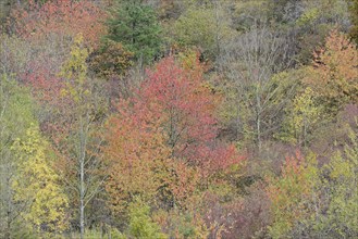 Wild vineyard with deciduous trees, wild cherry (Prunus avium) with autumn leaves, Moselle,