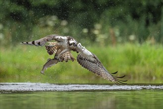 Western osprey (Pandion haliaetus) hunting with a trout, Aviemore, Scotland, Great Britain