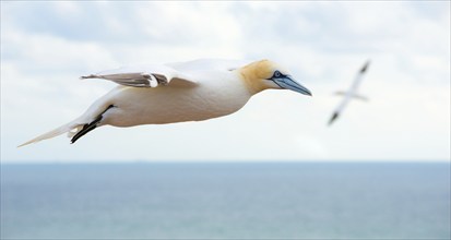 Northern gannet (Morus bassanus or Sula bassana) flying by with outstretched wings, in the