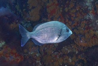 Black seabream (Spondyliosoma cantharus) in the Mediterranean Sea near Hyères, dive site marine