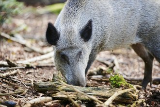 Wild boar (Sus scrofa) standing in a forest, Bavarian Forest, Bavaria, Germany, Europe