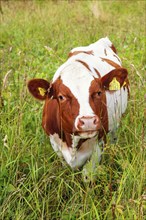 Cow looking at the camera in a meadow with tall grass in the countryside, Sweden, Europe