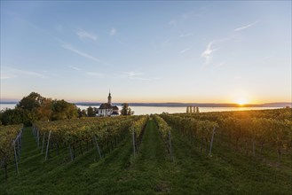 Pilgrimage church Birnau with vineyards in autumn, sunset, Uhldingen-Mühlhofen, Lake Constance,