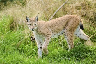 Eurasian lynx (Lynx lynx) walking through the grass, Bavaria, Germany, Europe