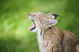 Eurasian lynx (Lynx lynx), portrait, Bavaria, Germany, Europe