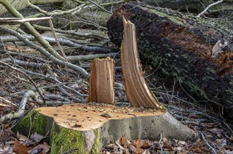 Detailed photo, forestry and clearing in the forest, Berlin, Germany, Europe