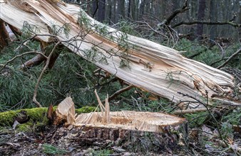 Detailed photo, forestry and clearing in the forest, Berlin, Germany, Europe