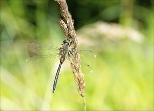 Yellow-spotted emerald (Somatochlora flavomaculata) sitting on a grass spike, with blurred green