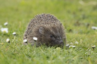 European hedgehog (Erinaceus europaeus) adult animal on a garden lawn with flowering daisies,