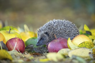 European hedgehog (Erinaceus europaeus) adult animal walking over fallen apples on a garden lawn in