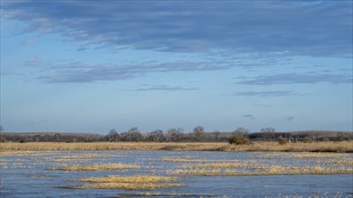 Landscape with frozen meadow, Hansag, Lake Neusiedl National Park, Burgenland, Austria, Europe