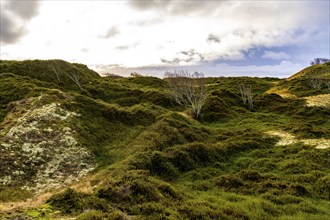 North Sea island of Spiekeroog, East Frisia, Lower Saxony, Germany, dune landscape, in the eastern