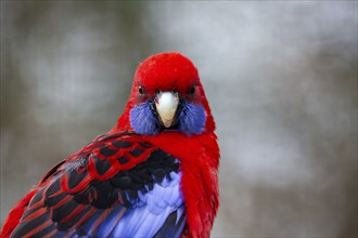 Close-up of a crimson rosella (Platycercus elegans)