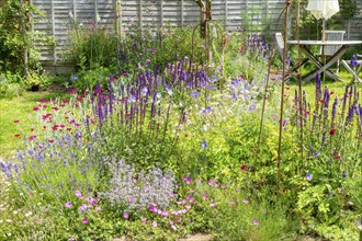 Plants in flower in small garden in summer, Suffolk, England, Uk