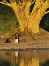 Canada Goose (Branta canadensis), a serene scene featuring a goose resting near the trunk of a