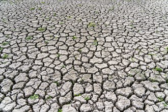 Dry ground, cracked, dried-up riverbed, in a branch of the Rhine, near Duisburg