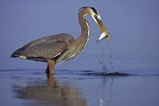 Canada heron with prey, fish, (Ardea herodias), Ft. De Soto Park, Everglades NP, Florida, USA,