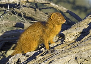 Slender mongoose (Galerella sanguinea) enjoying the first rays of sunshine Kalahari South Africa