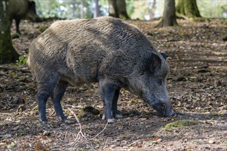 Wild boar (Sus scrofa), boar, Vulkaneifel, Rhineland-Palatinate, Germany, Europe