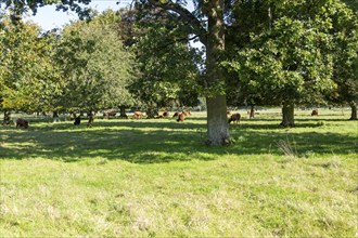 Brown cattle grazing under trees in Fairford Park estate, Fairford, Cotswolds Gloucestershire,