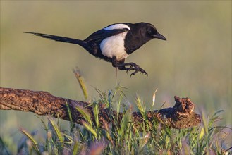 European magpie (Pica pica), flight photo, Hides De Calera / Steppe Raptors, Calera Y Chozas,