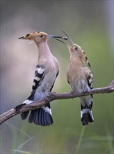 Hoopoe (Upupa epops) Bird of the Year 2022, courtship, mating, pair, male, female, with caterpillar