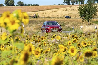 Country road, with car, sunflower field south-east of Nideggen, in the Rureifel, North