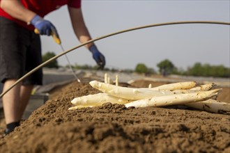 Asparagus harvest in the Palatinate