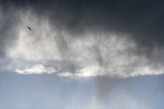 Silhouette of a flying bird in a rainy cloudy sky. Bas Rhin, Alsace, France, Europe