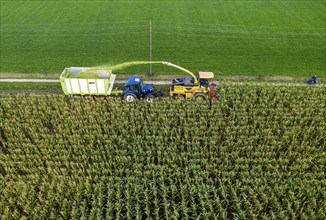 Maize harvest, combine harvester, chopper works its way through a maize field, the silage is pumped