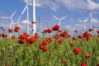 Wind farm, field with flower strips, insect-friendly border of fields with mixed flowers, poppies,