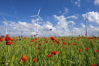 Wind farm, field with flower strips, insect-friendly border of fields with mixed flowers, poppies,