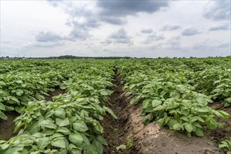 Potato field, potato ridges, early potatoes, 6 weeks after planting, just over 3 weeks until