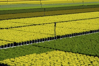 Horticultural business, broom heather plants, in flower pots, outdoors, Calluna vulgaris, North