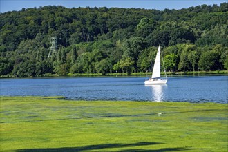 Waterweed, Elodea, an invasive species, green carpet of plants on Lake Baldeney in Essen, the