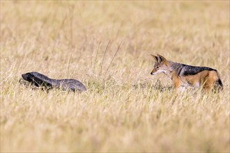 Honey badger (Mellivara capensis) and black-backed jackal (Canis mesomeles) Botswana, Botswana,