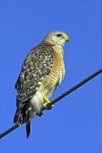 Red-shouldered hawk (Buteo lineatus), Venice Landfill, Venice, Florida, USA, North America