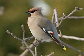 Bohemian waxwing (Bombycilla garrulus), Yes, Bad Dürkheim district, Rhineland-Palatinate, Federal