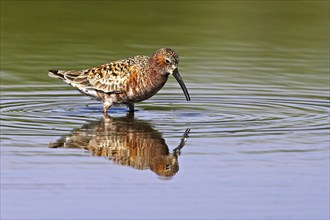 Curlew sandpiper (Calidris ferruginea), snipe family, Kalloni Salt Pans, Lesvos, Greece, Europe