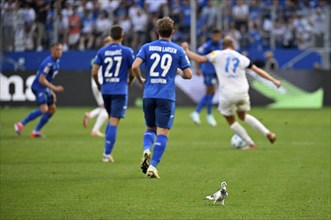 White pigeon on the pitch, grass, during Bundesliga football match TSG 1899 Hoffenheim vs Holstein