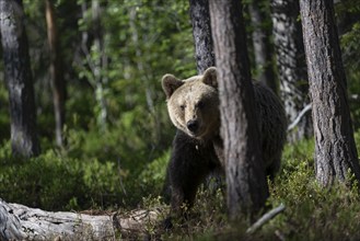 European brown bear, Karelia, Finland, Europe