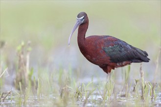 Glossy ibis (Plegadis falcinellus), Floating Hide fixed, Everglades NP, Florida, USA, North America