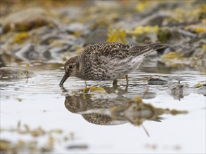 Purple sandpiper (Calidris maritima), foraging along the Arctic Ocean shoreline at low tide, May,